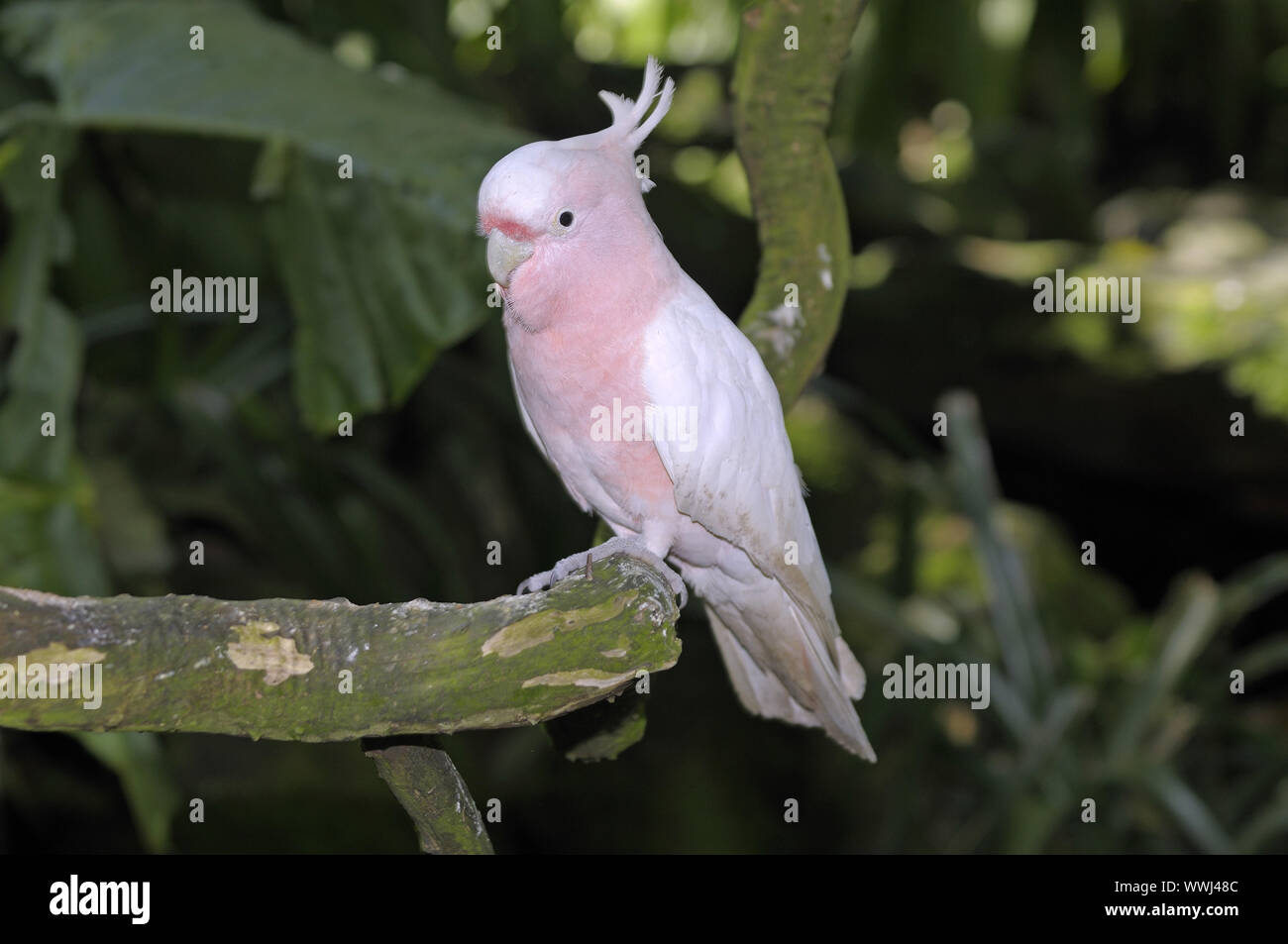 Mitchells Kakadu, Cacatua leadbeateri, Nuovo Galles del Sud, Australien Foto Stock