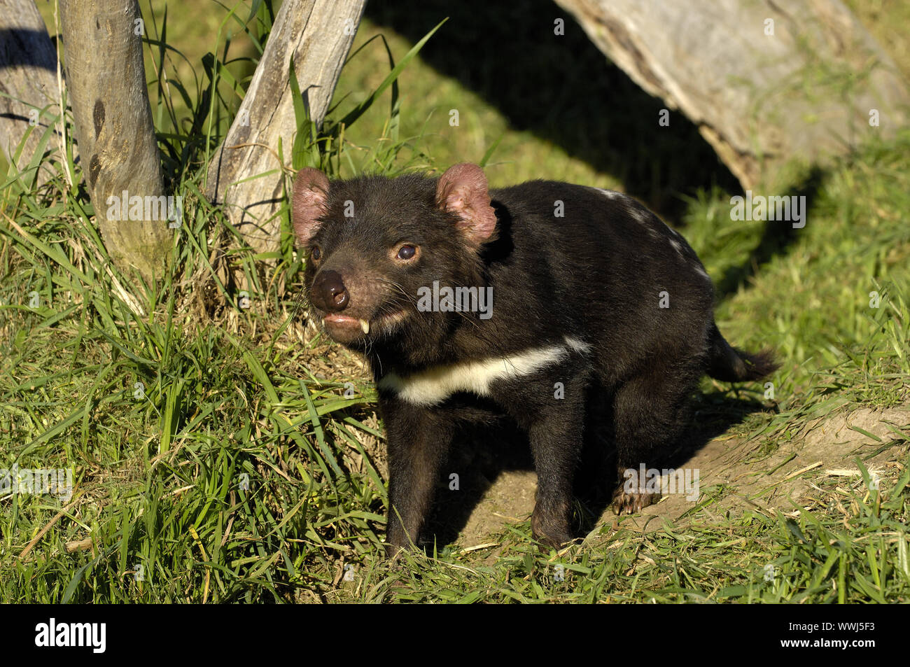 Diavolo della Tasmania, Sarcophilus harrisii, Tasmania Foto Stock