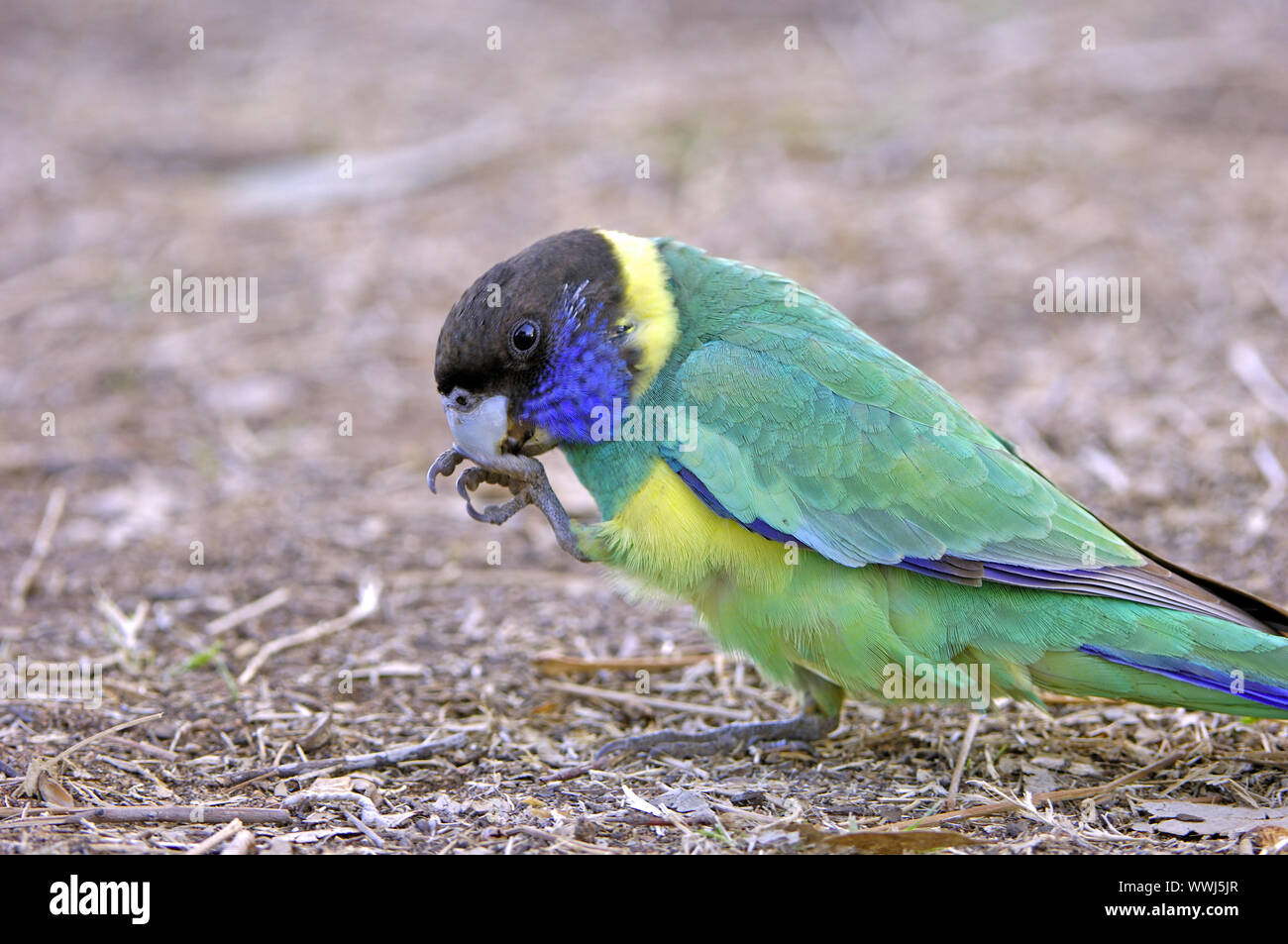 L'anello parrocchetto, Barnardius zonarius, mangiare la frutta, il Territorio del Nord, l'Australia Foto Stock