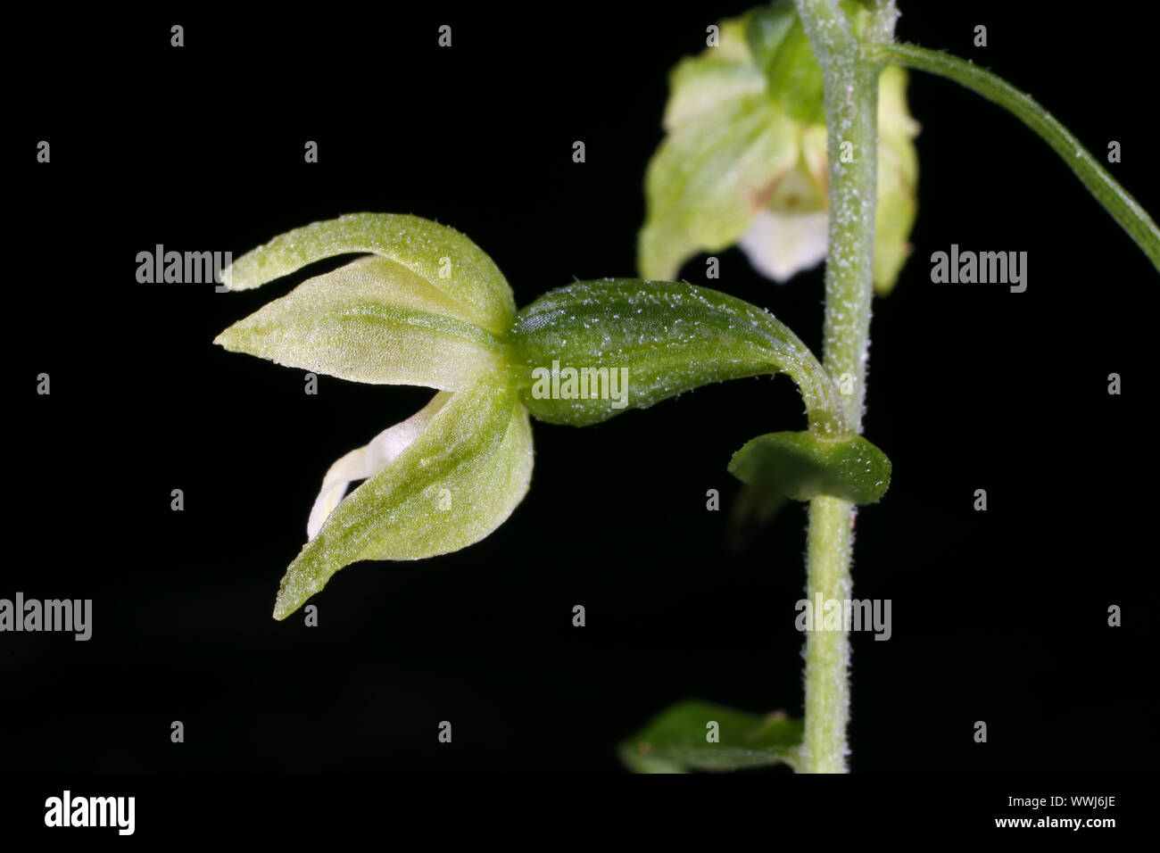 Pontica bergonii - Wild Orchid Foto Stock