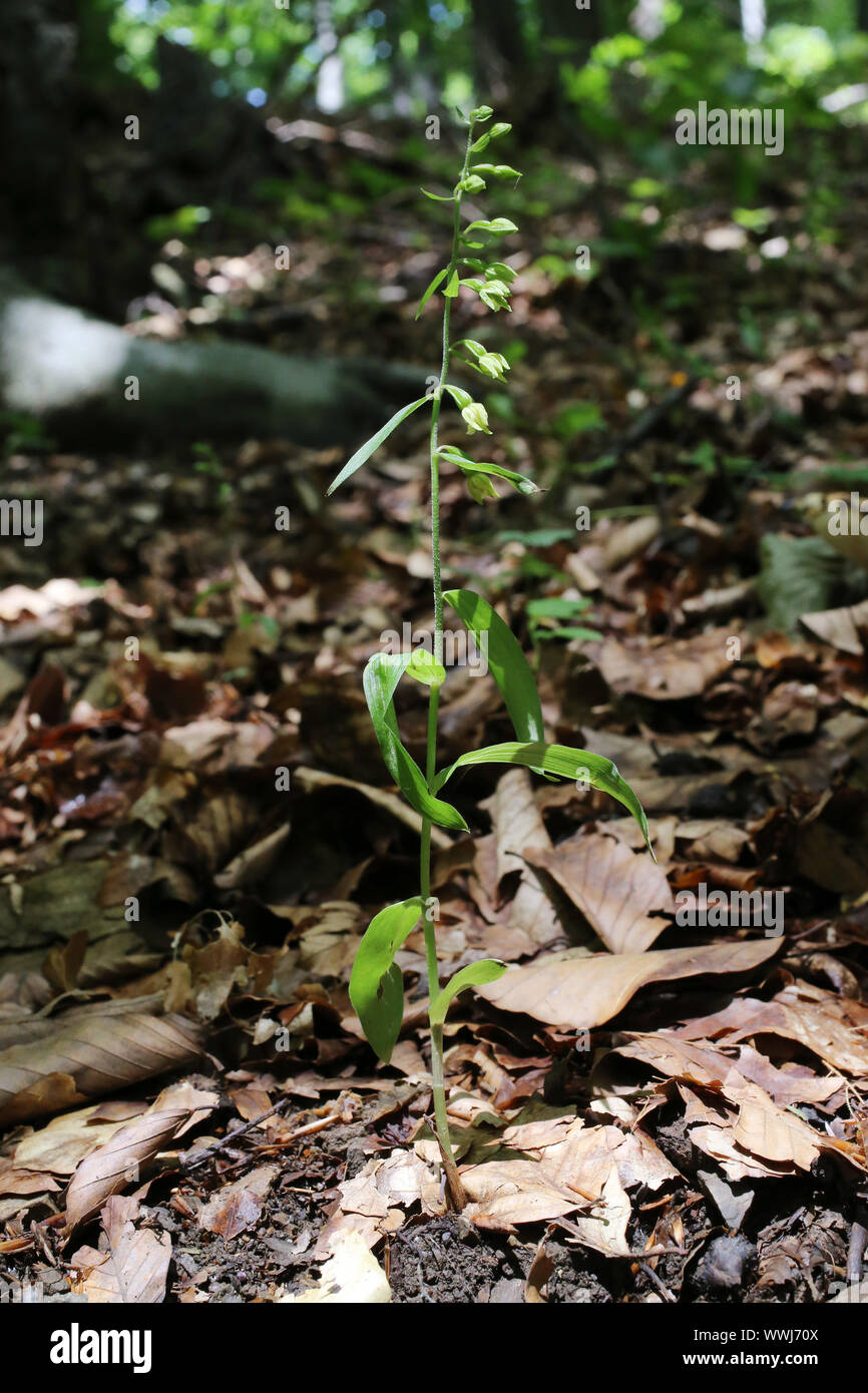 Pontica bergonii - Wild Orchid Foto Stock