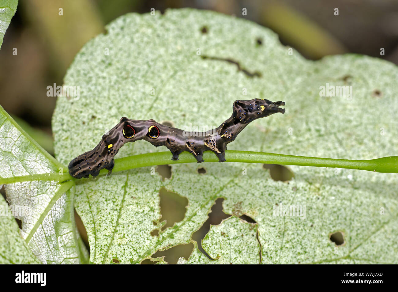 Raupe von Noctuidae , Catocala spec., Ordensbaender Foto Stock