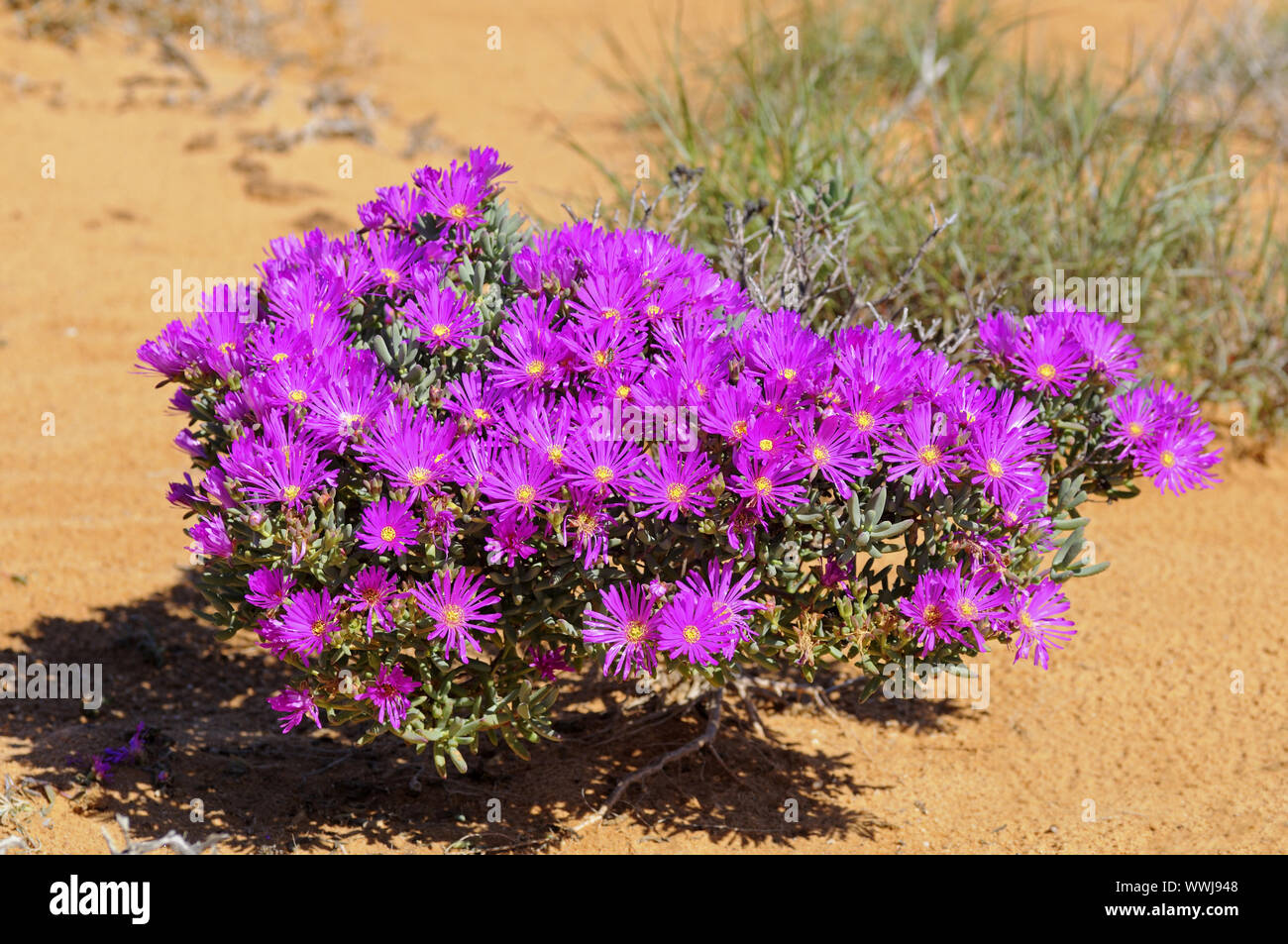 Fioritura di bush Lampranthus sp. Foto Stock