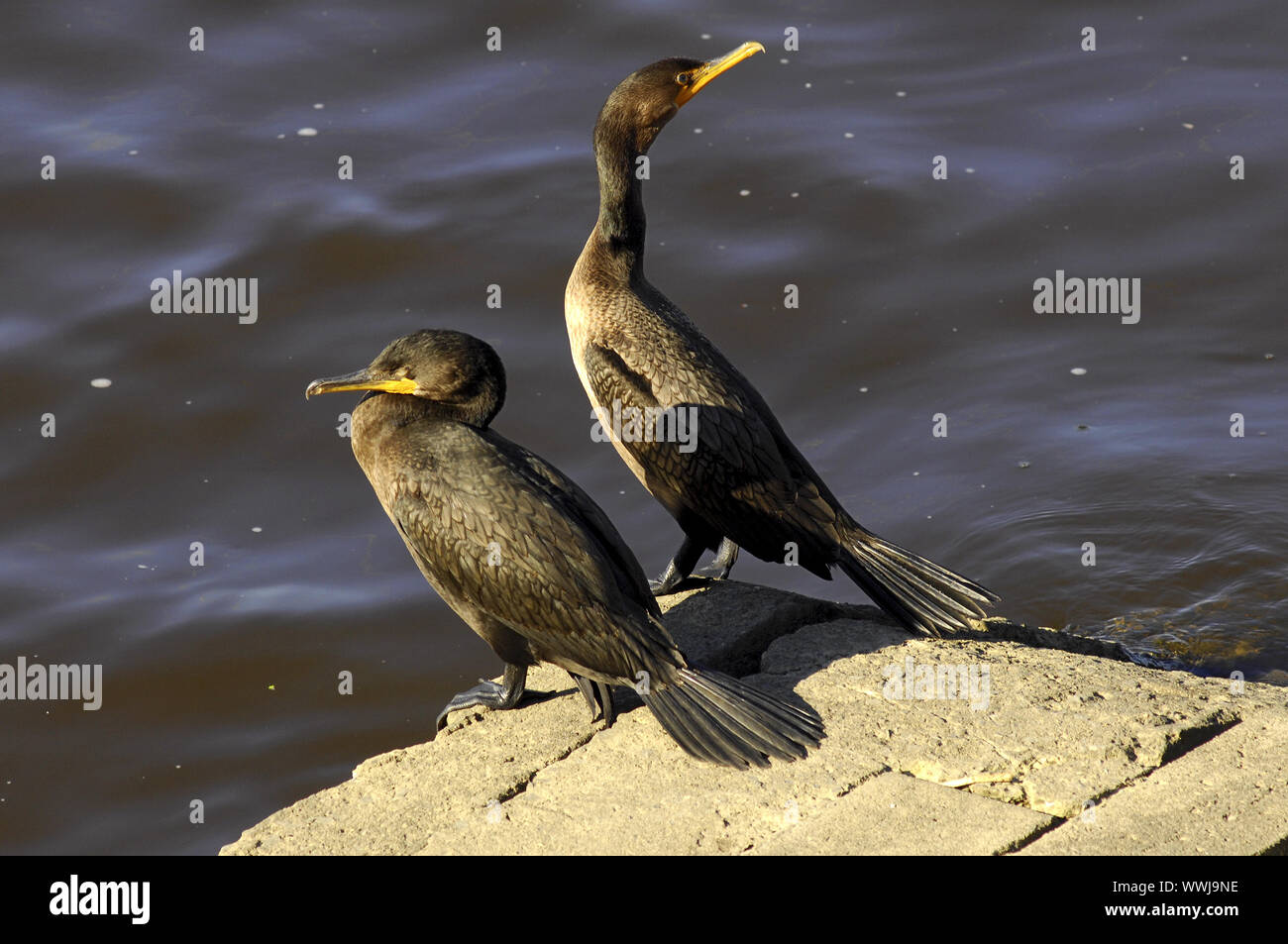 Cormorani sedersi sulla riva Foto Stock