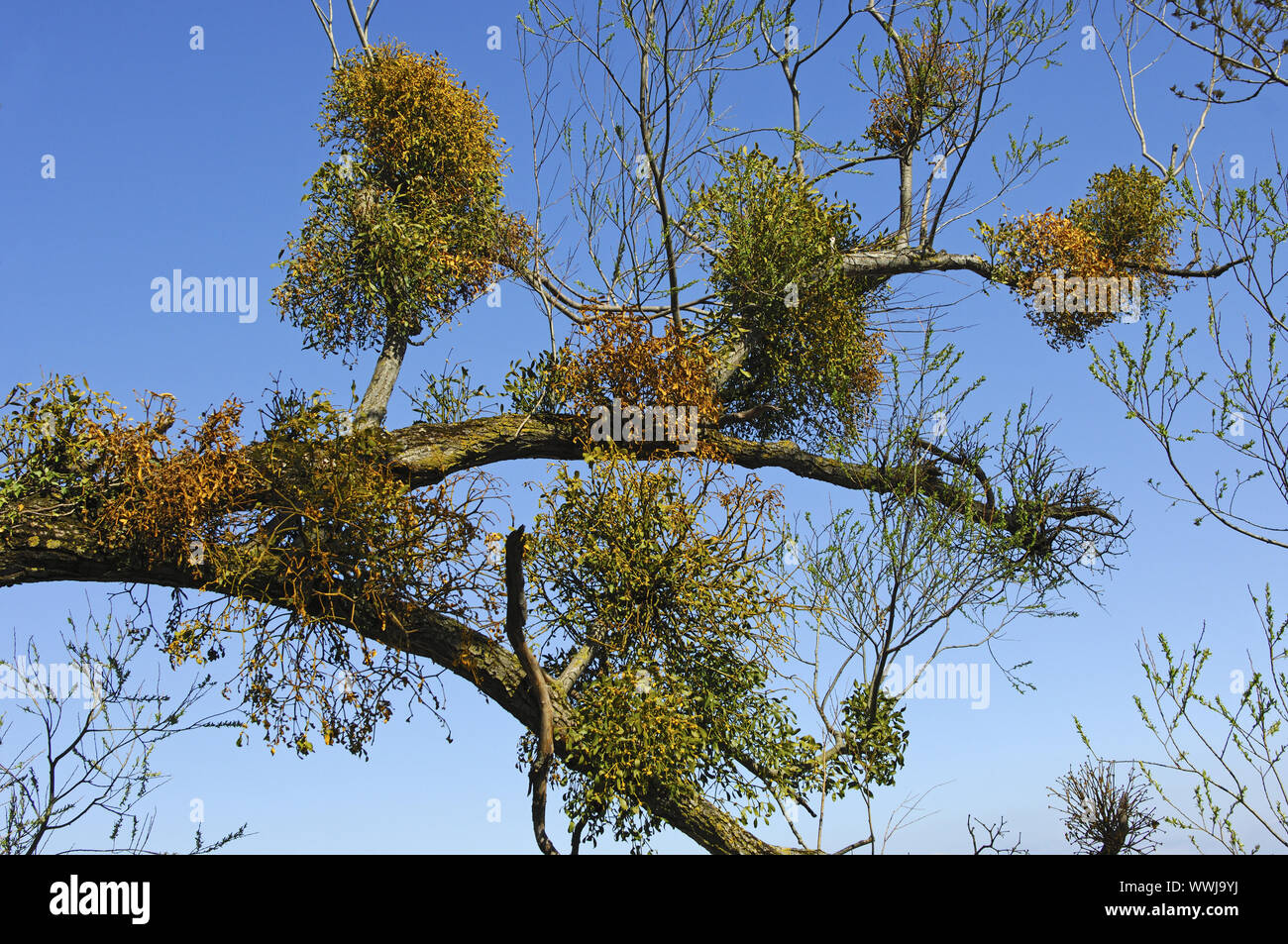 Bianco-berry vischio Foto Stock