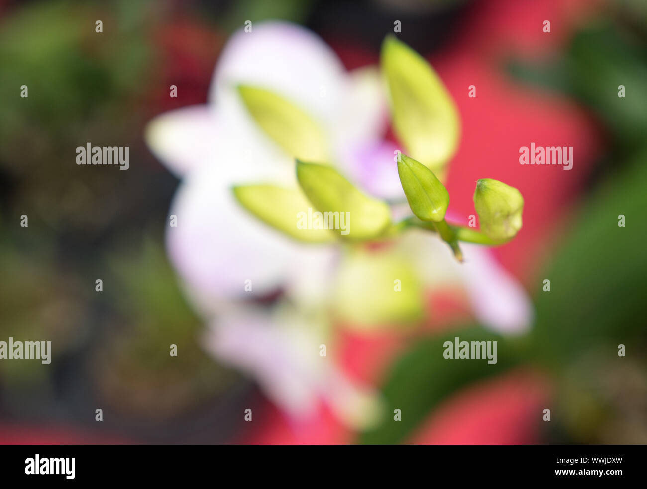 Wild Orchid in stretta fino Foto Stock