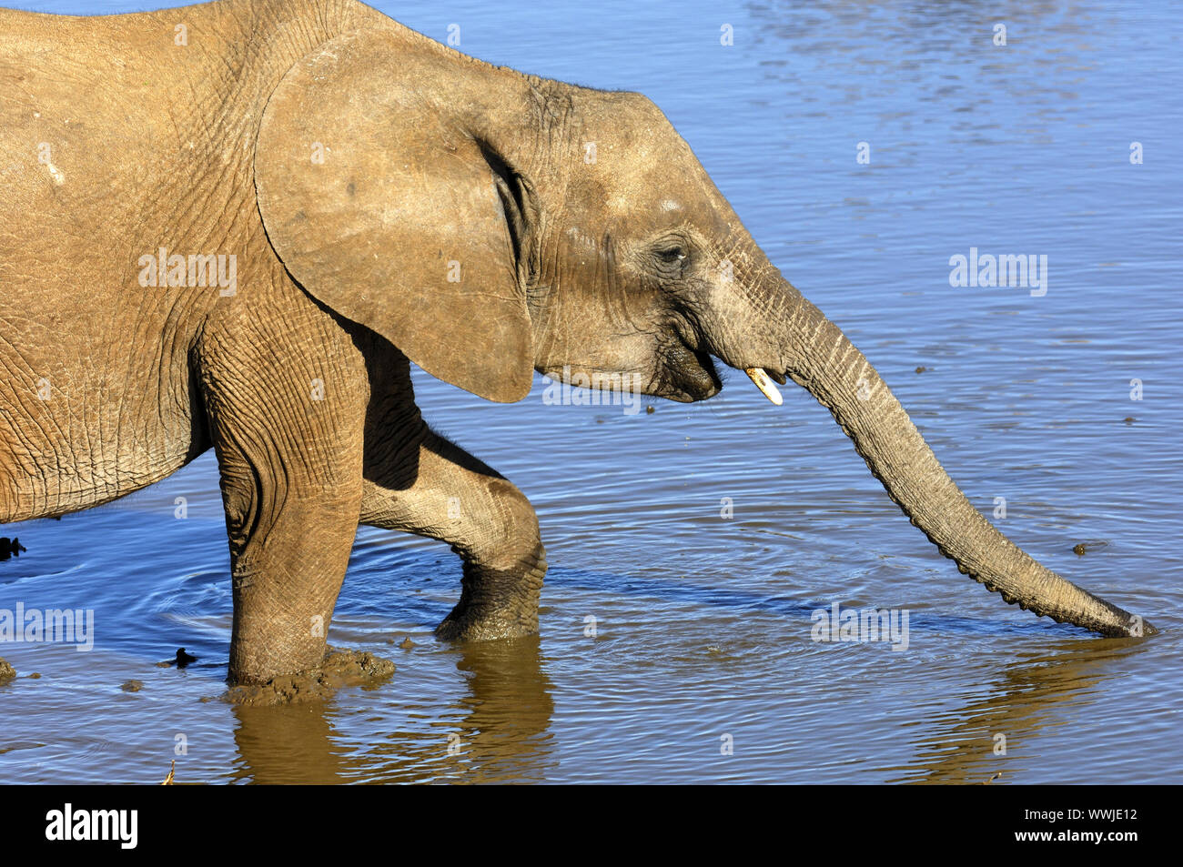 Elefante africano di bere Foto Stock