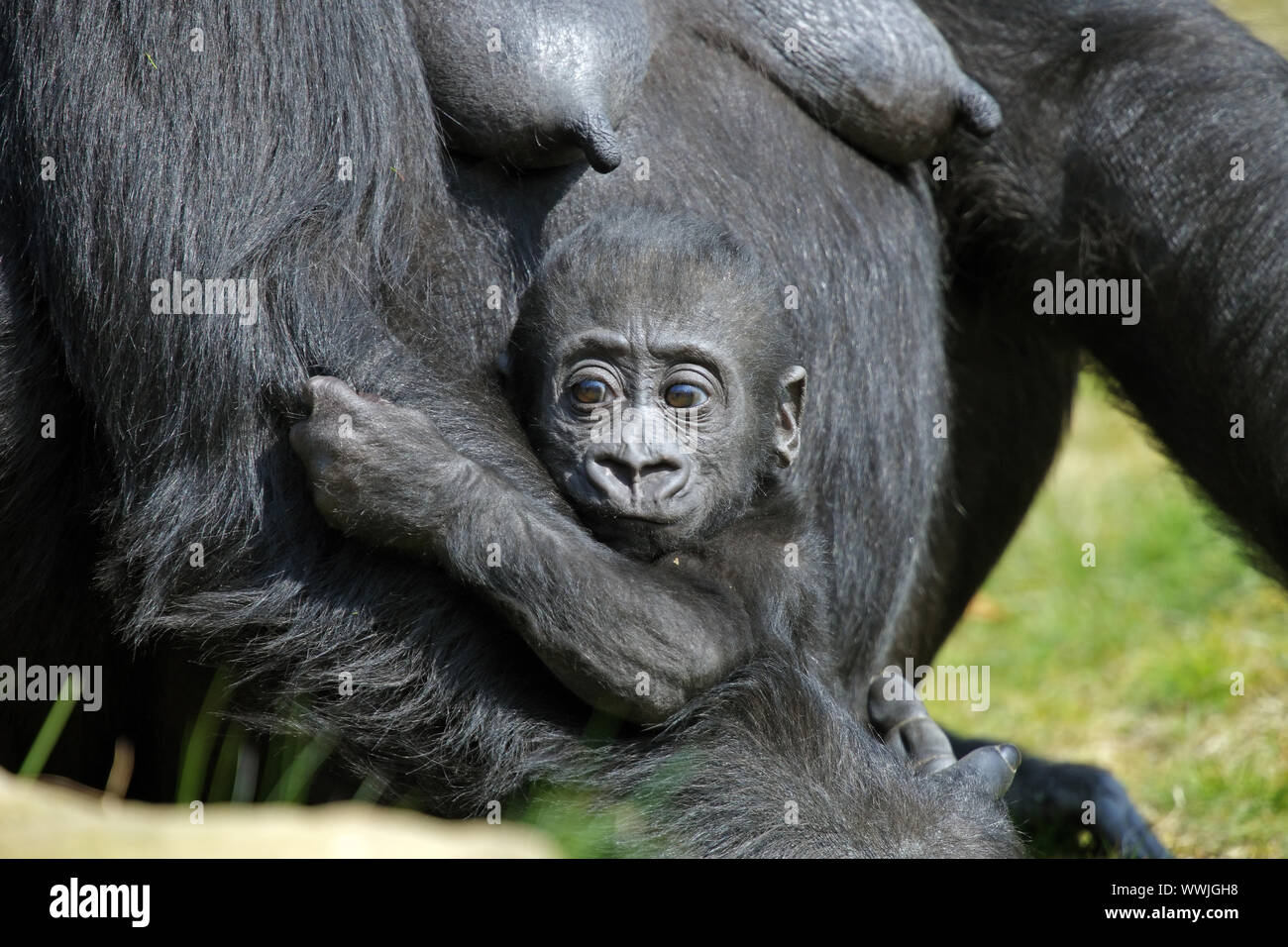 gorilla di pianura Foto Stock