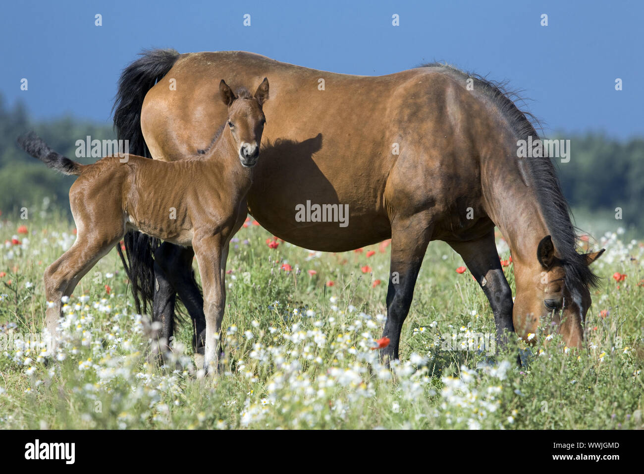 Horse-Mongrel Foto Stock