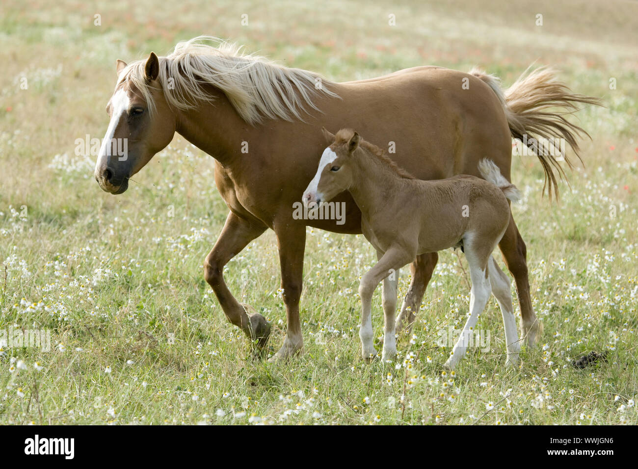 Horse-Mongrel Foto Stock