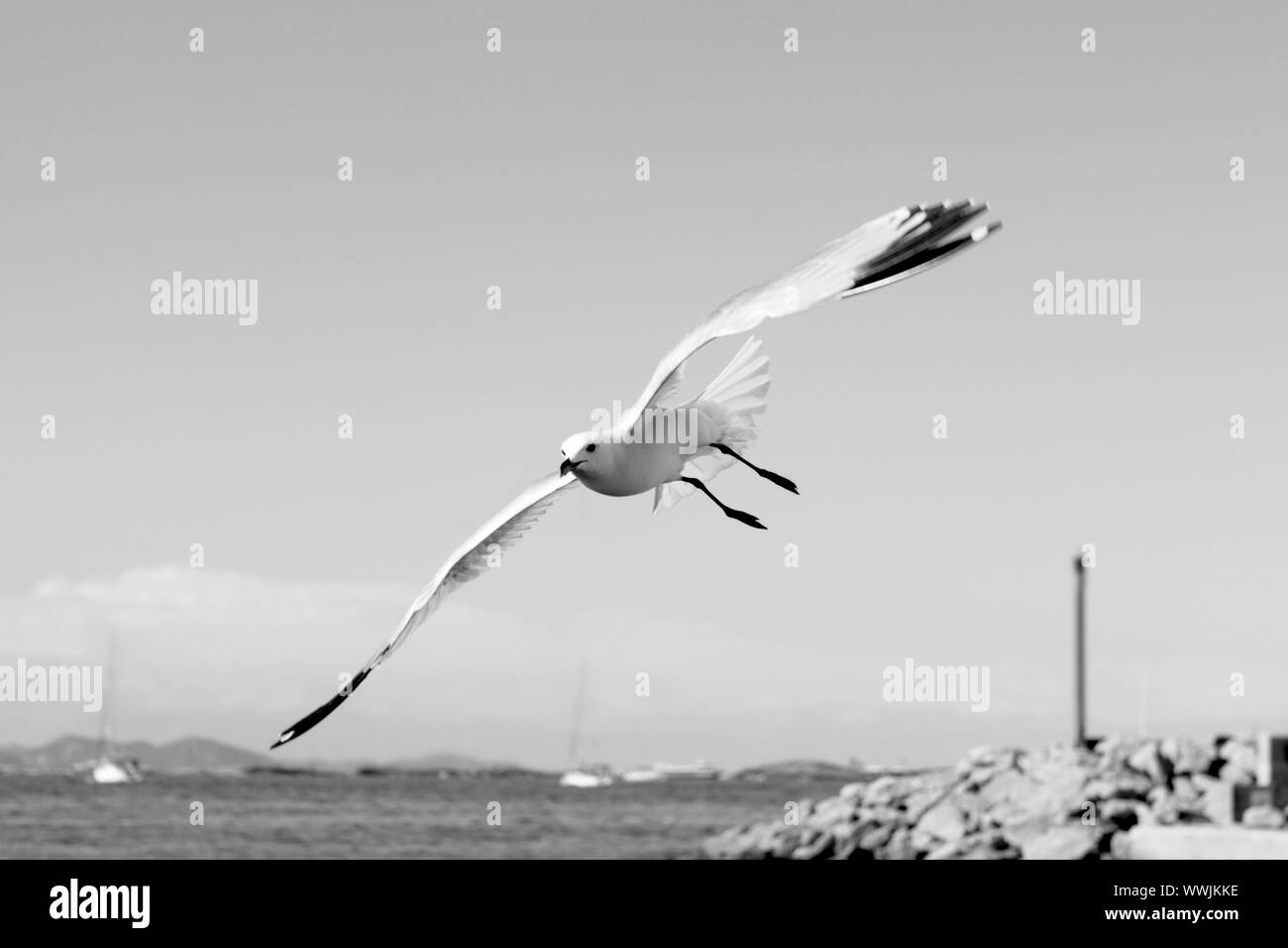 Flying gabbiani sul porto di Formentera estate isole baleari Foto Stock