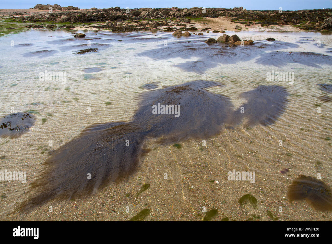 Giapponese wrack berry (Sargassum muticum) Foto Stock