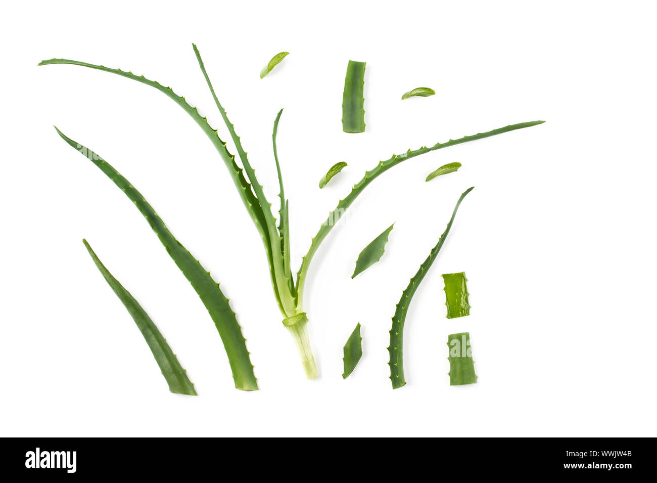 Aloe vera.fresco verde delle piante medicinali. Layout fatto di foglie su sfondo bianco. Lay piatto. Foto Stock