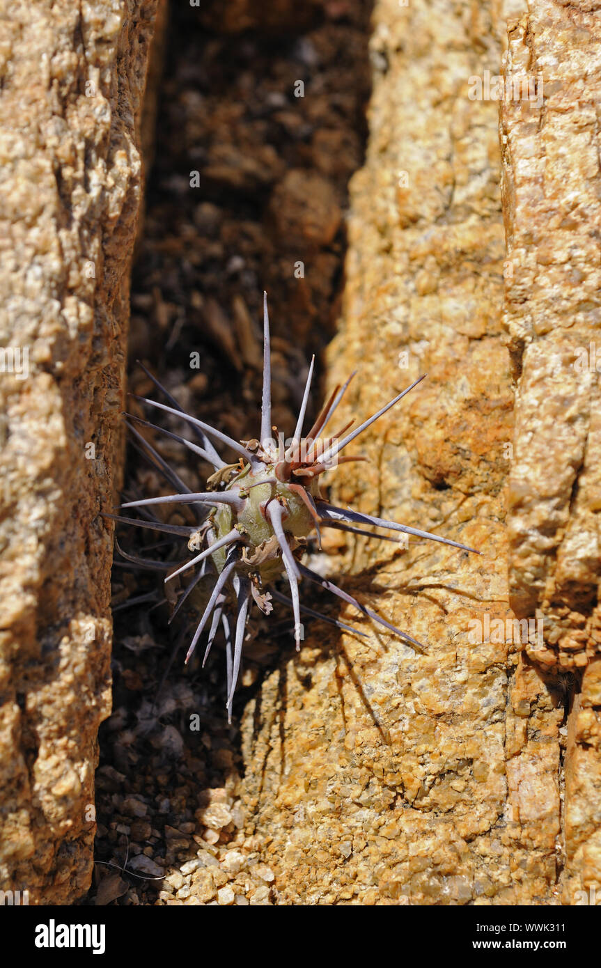 Sarcocaulon sp. in una crepa di pietra, Sud Africa Foto Stock