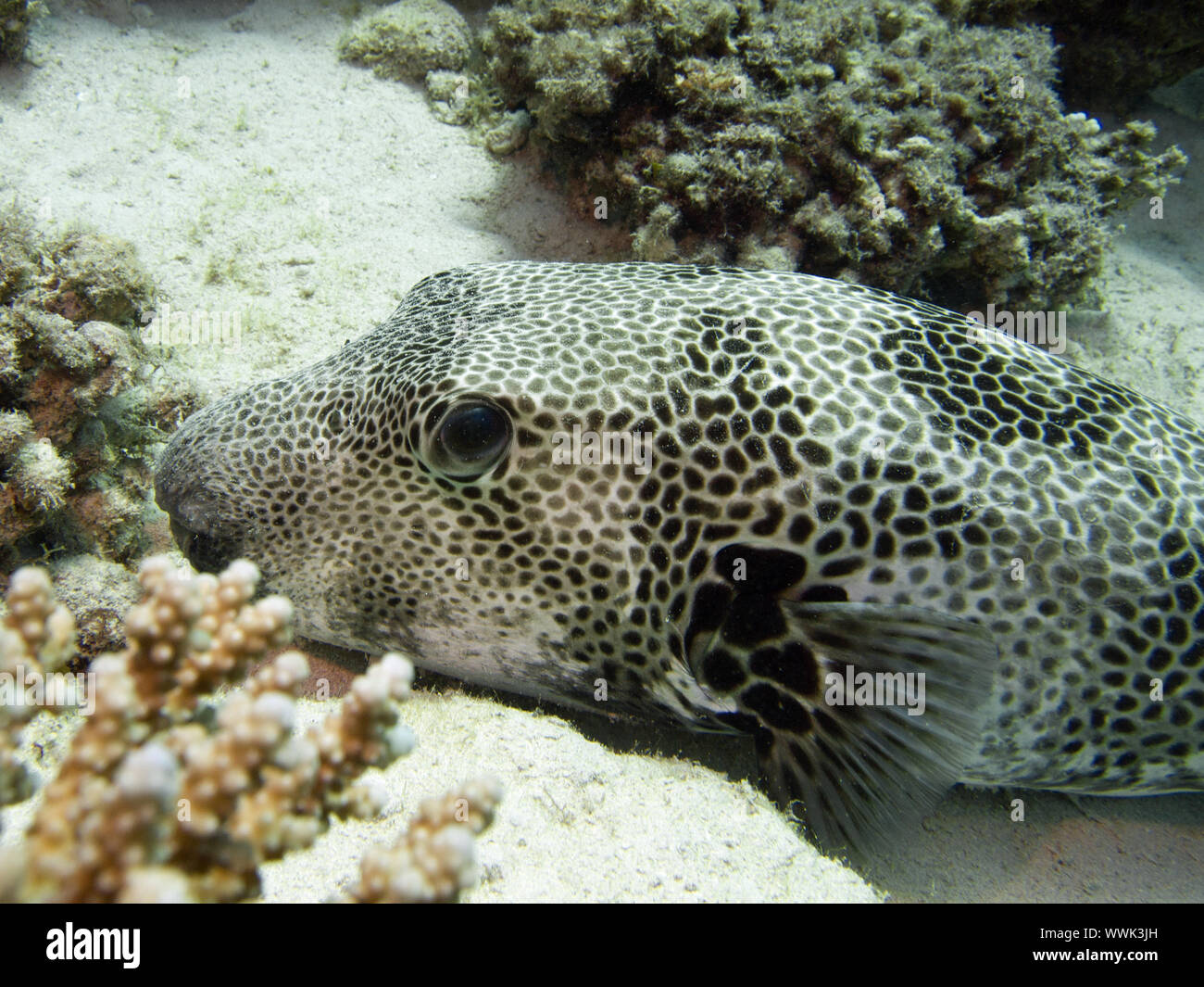 Star pufferfish Foto Stock