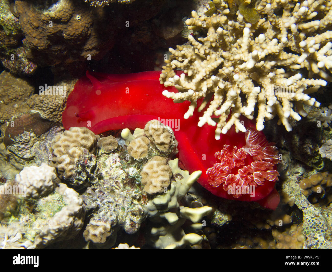 Ballerino spagnolo (Hexabranchus sanguineus) Foto Stock