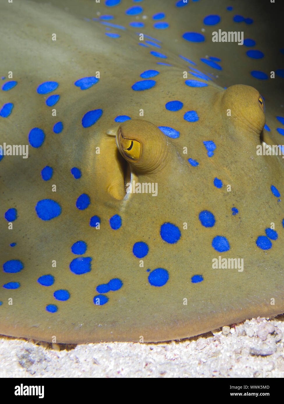 Bluespotted ribbontail ray Foto Stock