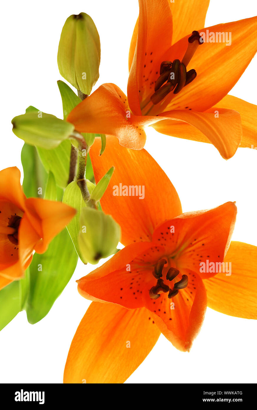 Abstract foto con tre lilys su sfondo bianco Foto Stock