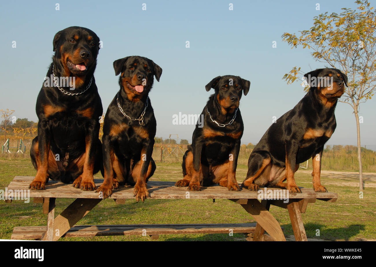 Quattro cani watchind: famiglia di riproduttori di razza Rottweiler Foto Stock