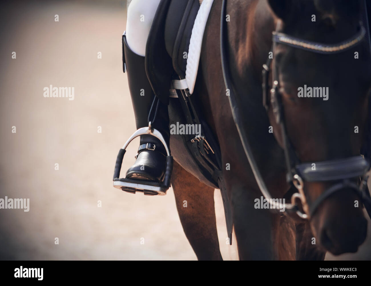 La gamba di un pilota esperto, seduti in sella a un cavallo di Baia, in uno stivale nero è inserito nella staffa. Foto Stock La gamba di un pilota esperto, seduti in sella a un cavallo di Baia, in uno stivale nero è inserito nella staffa. Foto Stock