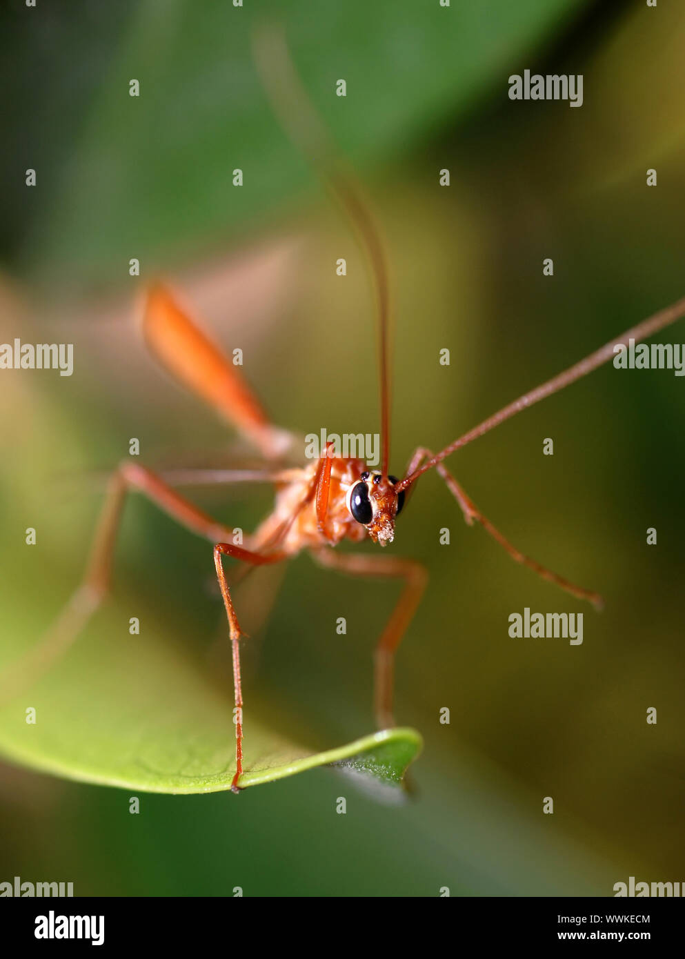 Ritratto di un rosso tropicale mosquito su un verde folliage Foto Stock
