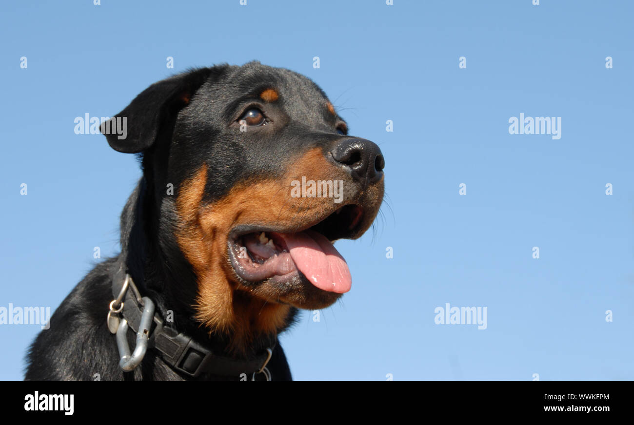 Ritratto di un bellissimo cucciolo mastiff razza Rottweiler Foto Stock