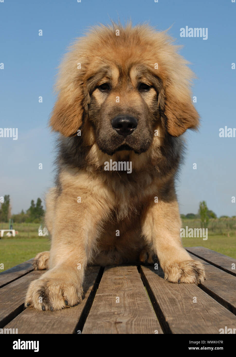 Ritratto di un cucciolo di razza Mastino tibetano Foto Stock