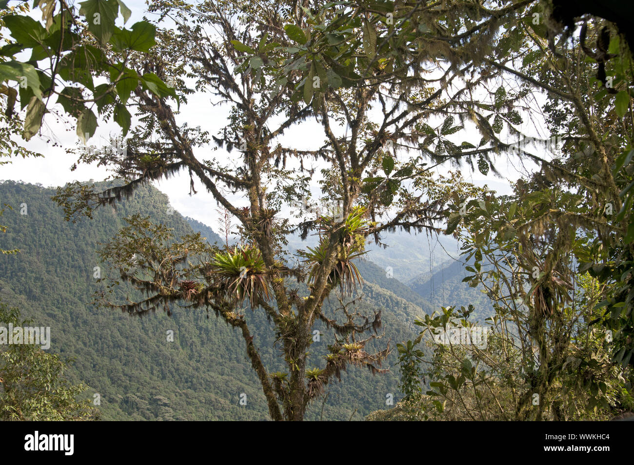Andes Cloud Forest, Regione Tandayapa, Ecuador Foto Stock