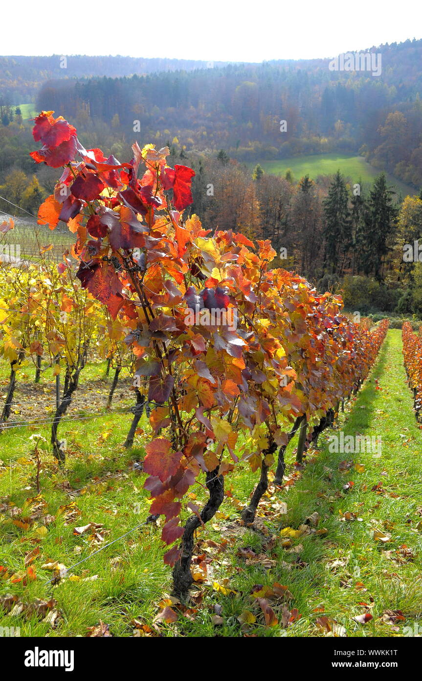 Vigneti in autunno Foto Stock