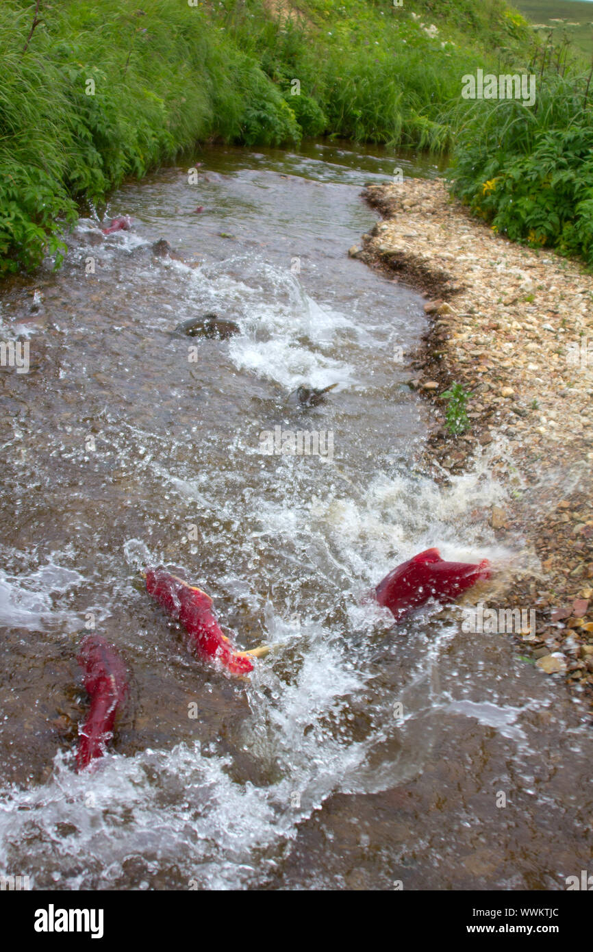 Esecuzione principale blu-backed Salmoni (Oncorhynchus nerka) Foto Stock