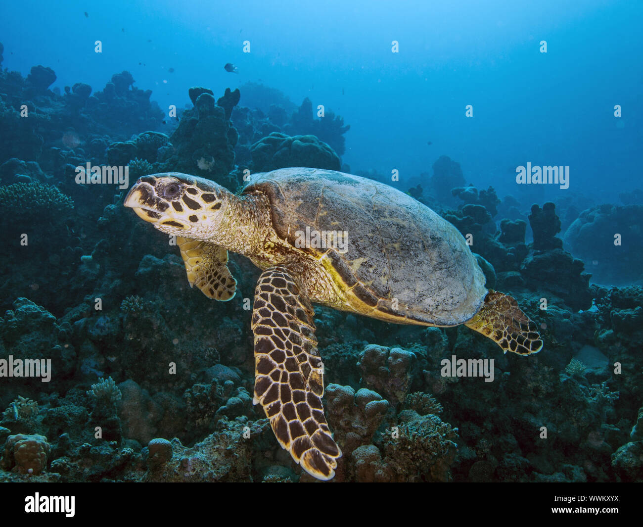 tartaruga di mare Foto Stock
