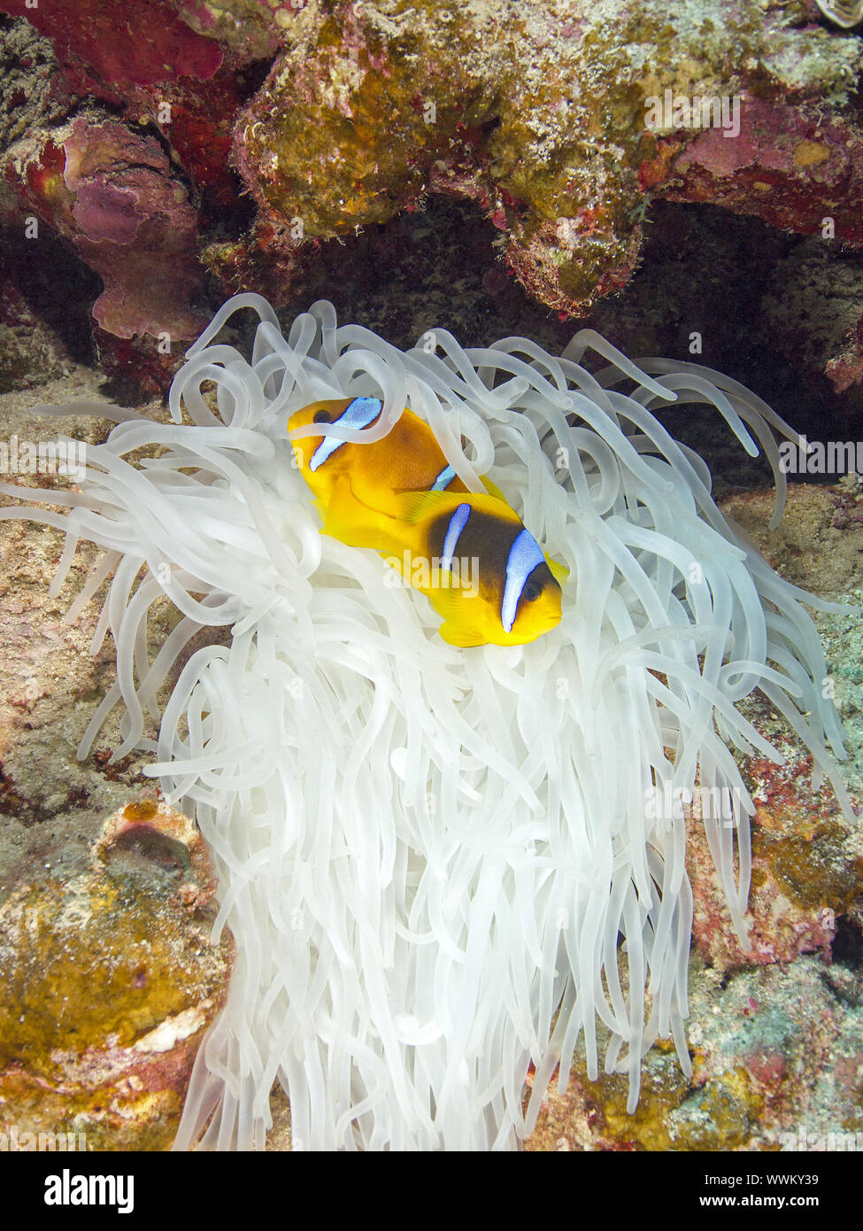 Pesce pagliaccio Foto Stock