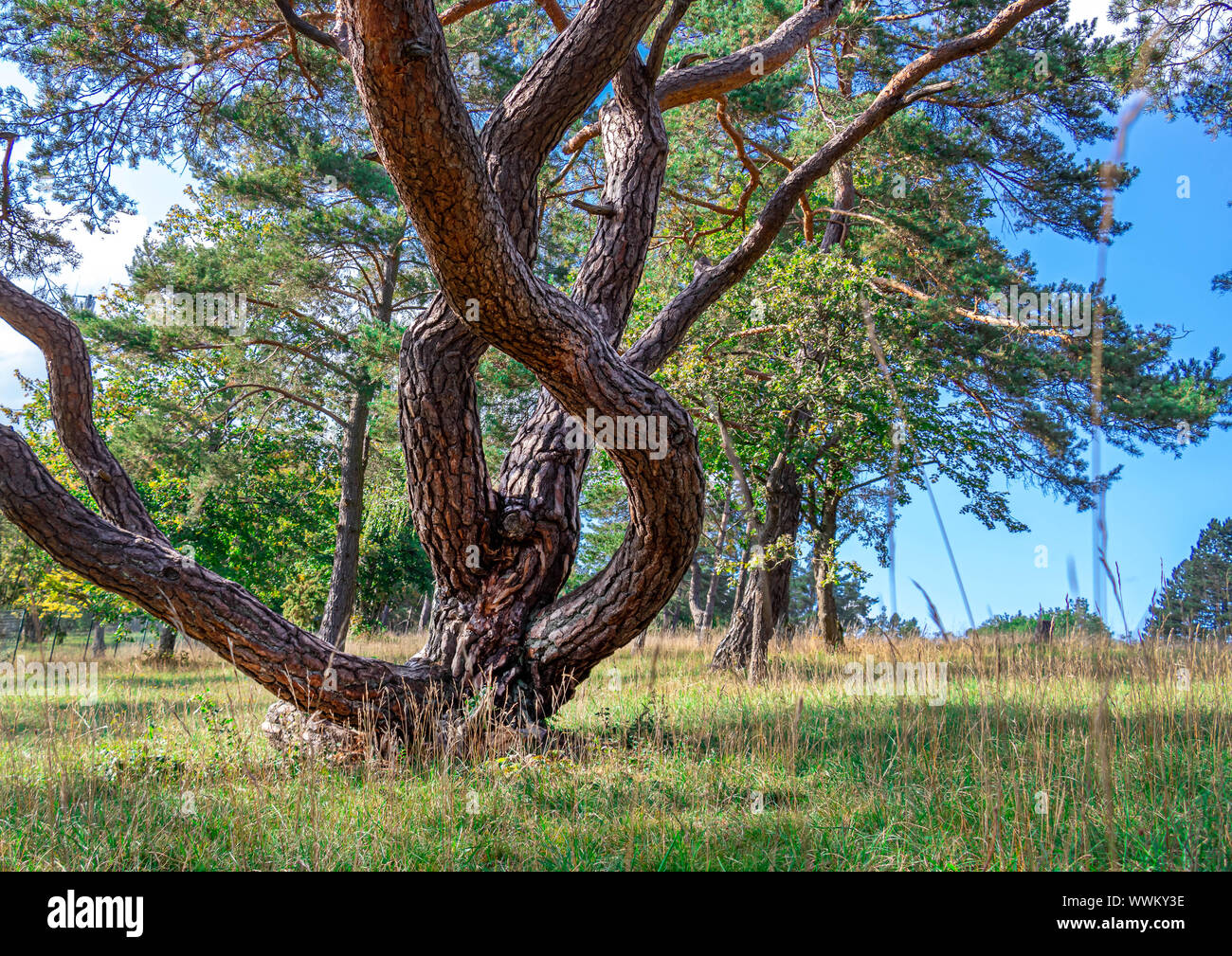 Gigante di legno di pino tronco, rilassante foresta Foto Stock