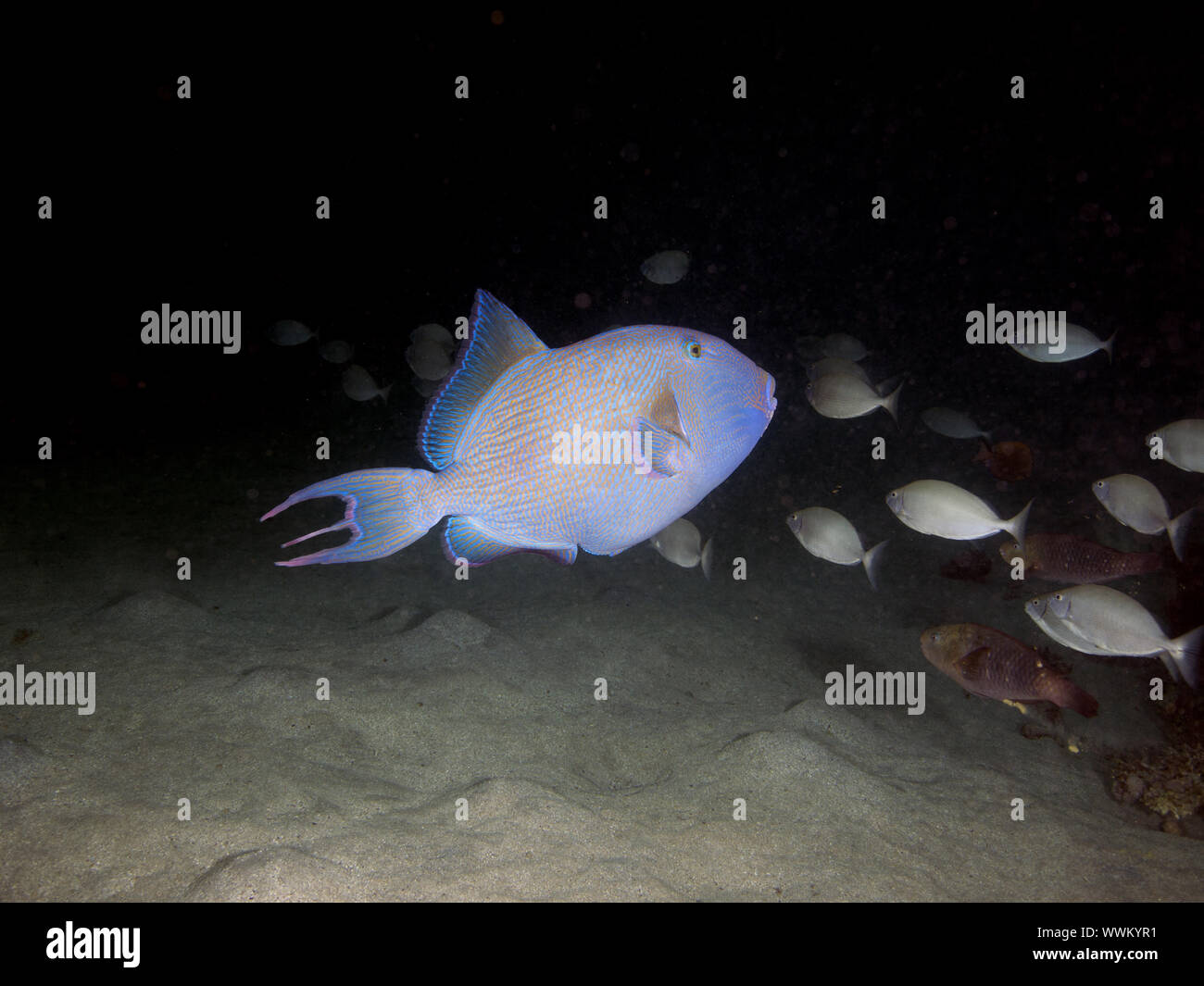 Pesci balestra blu Foto Stock