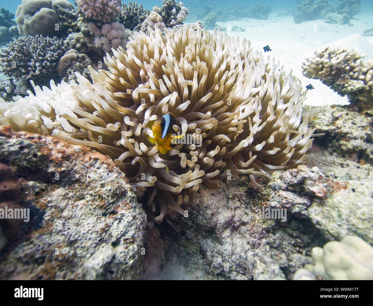 Pesce pagliaccio Foto Stock