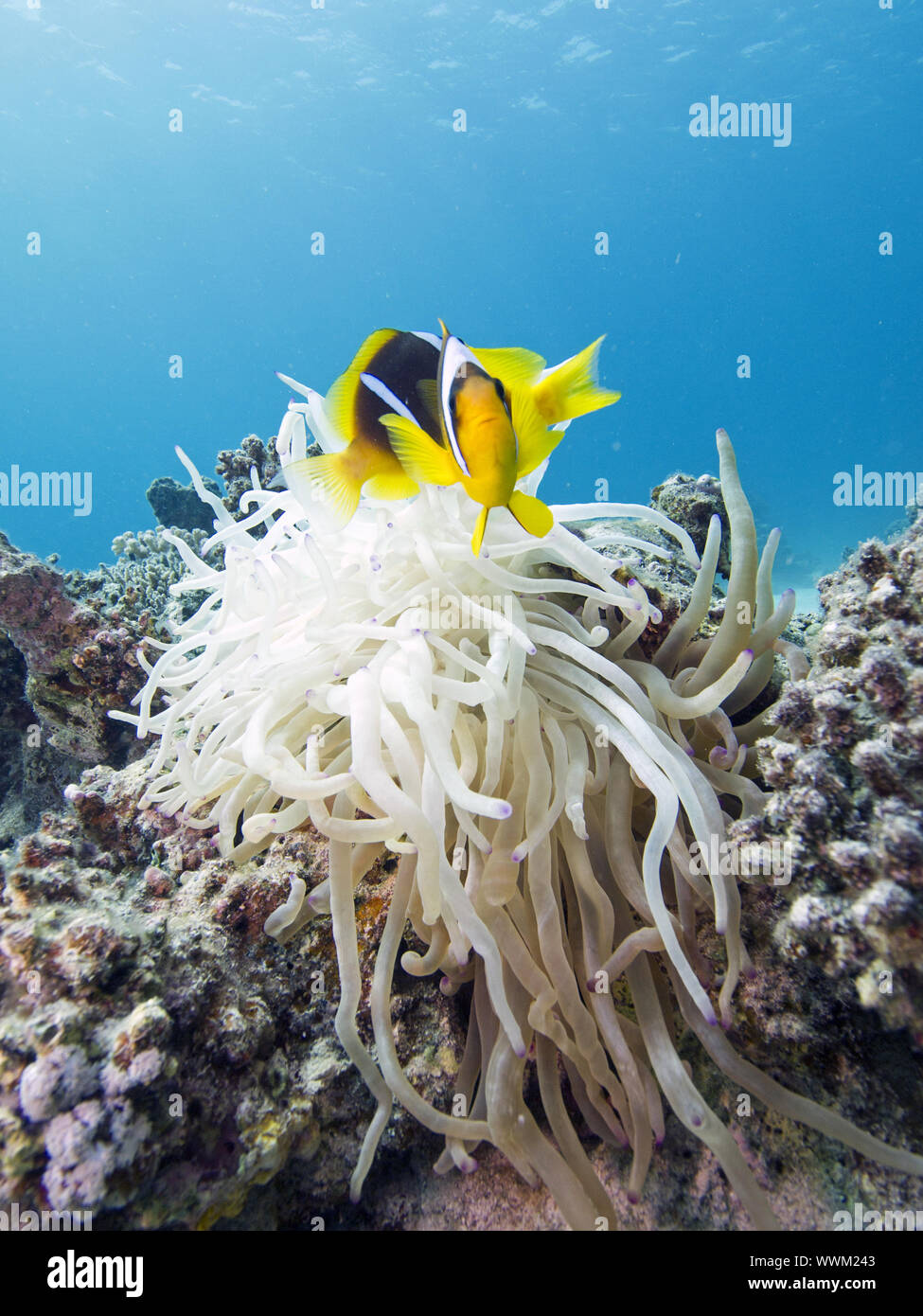 Pesce pagliaccio Foto Stock