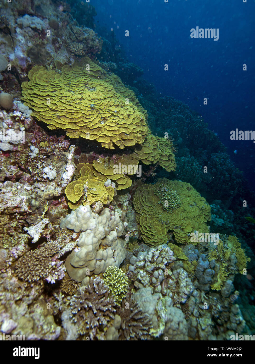 Corallo lattuga (Turbinaria mesenterina) Foto Stock