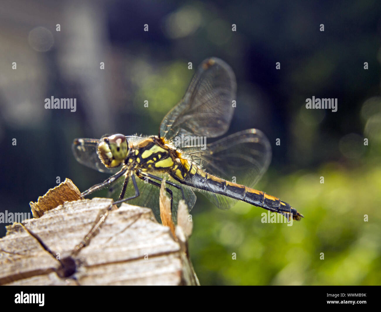 Avvistato Darter Foto Stock