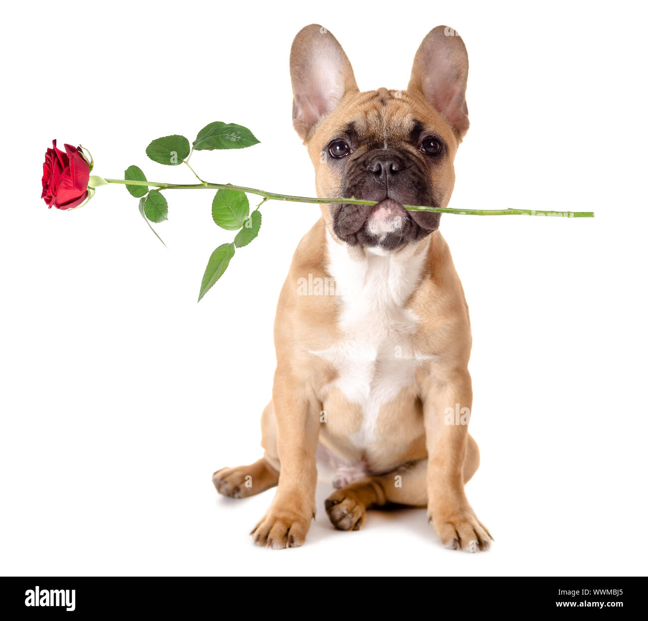 Bulldog francese con rose Foto Stock