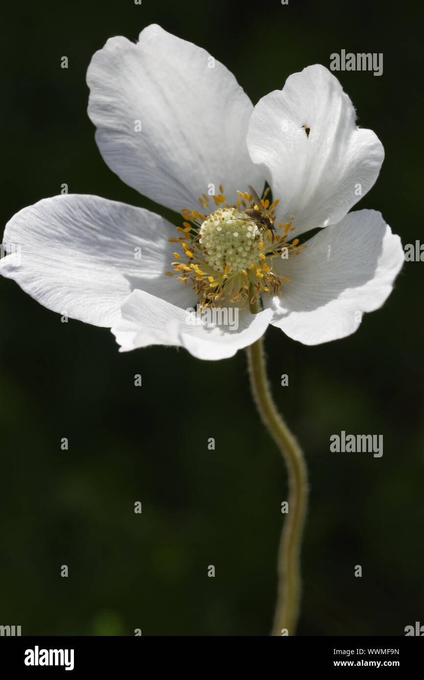 Sommer-Anemone, Anemone sylvestris Foto Stock