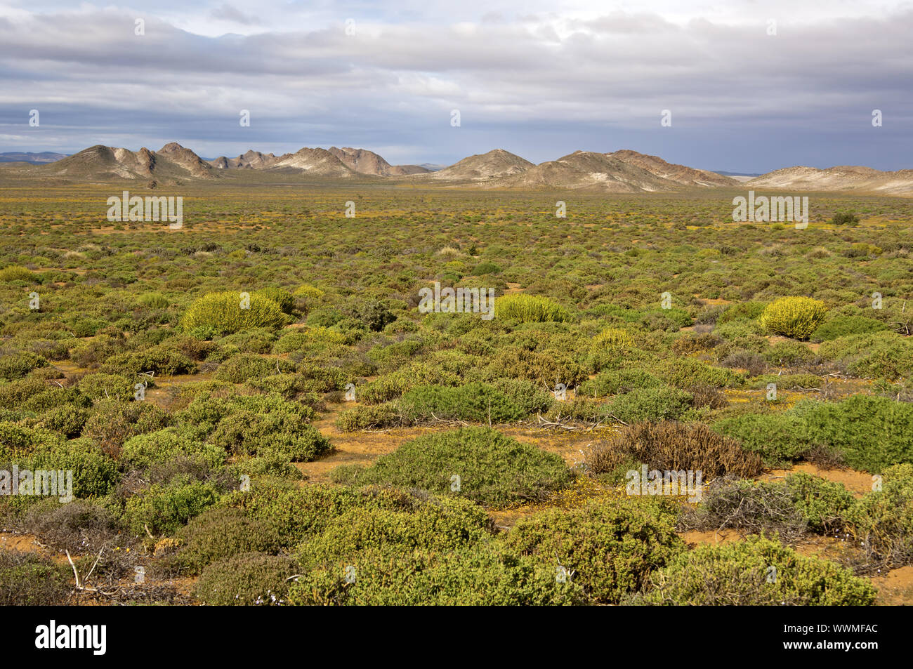 Nama Karoo arbusto di Savannah, Richtersveld, Sud Africa Foto Stock