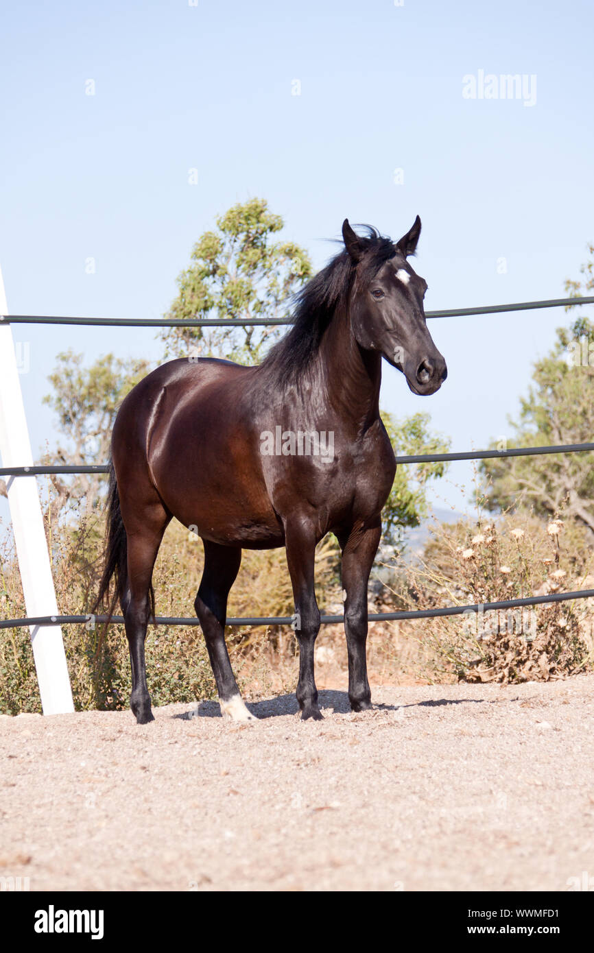 Razza cavallo menorcan prm cavallo di rotolamento esterna Foto Stock