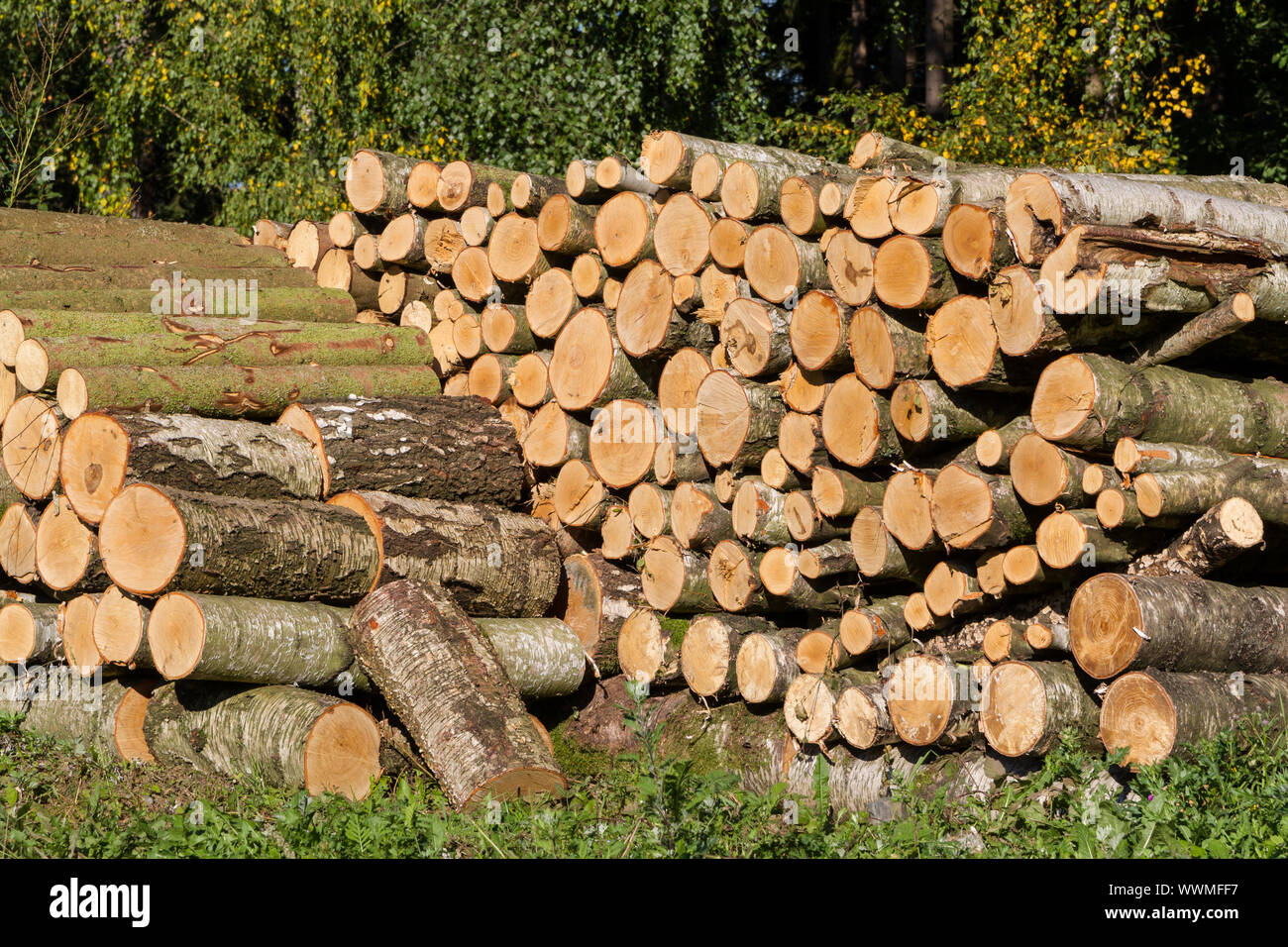 Fasci di legno pila di legno Foto Stock