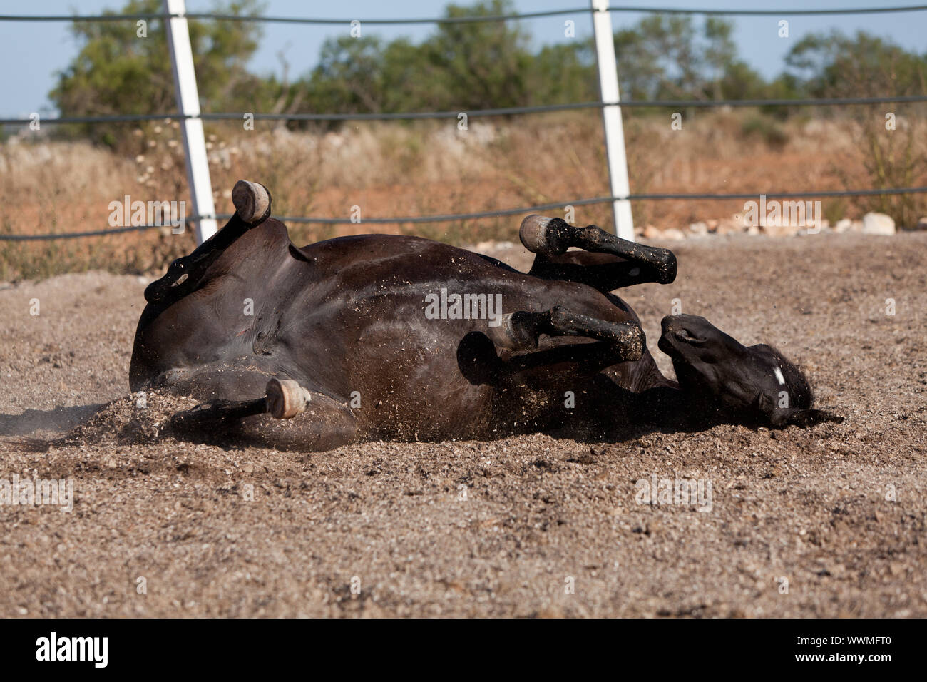 Razza cavallo menorcan prm cavallo di rotolamento esterna Foto Stock