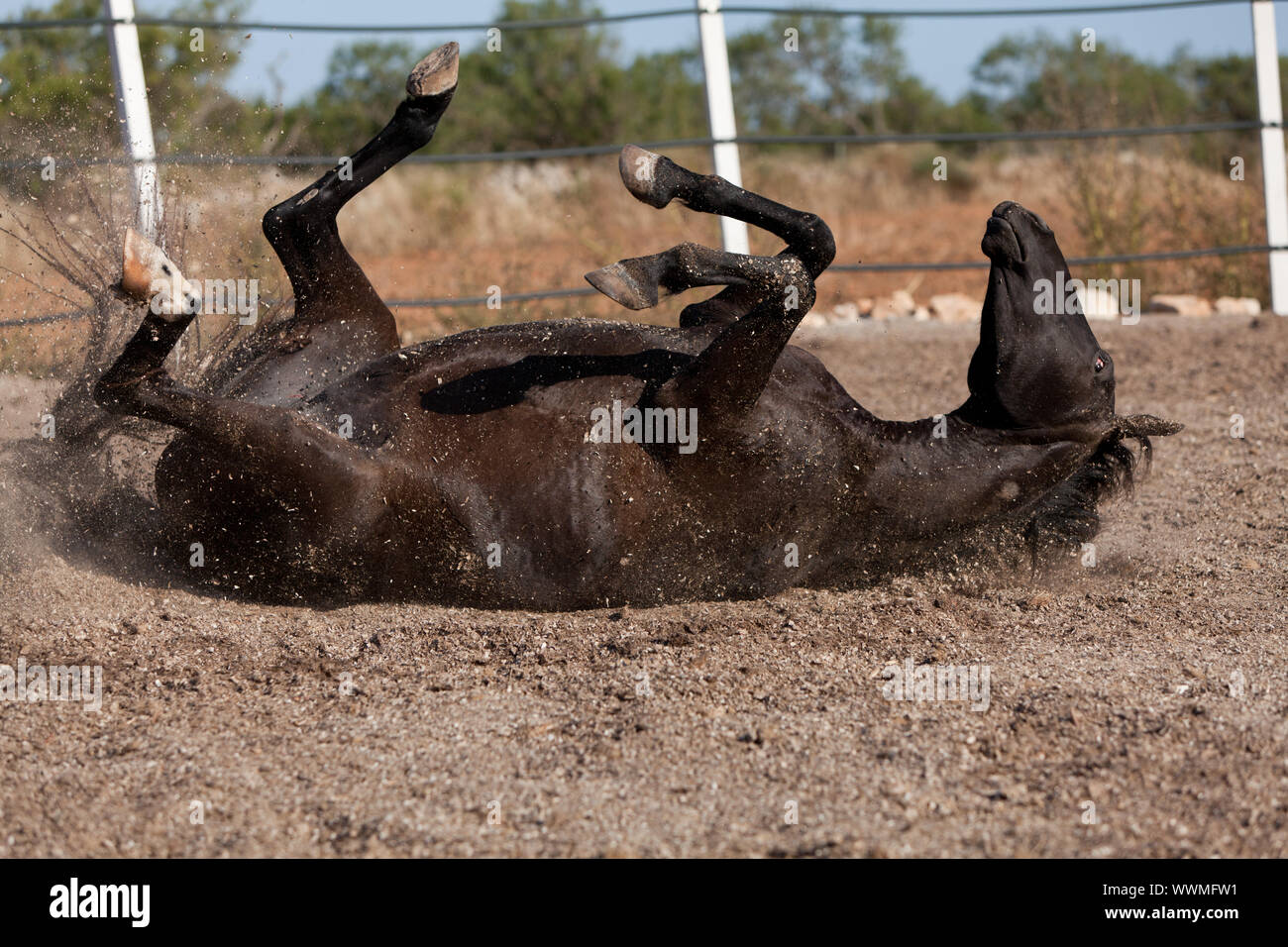 Razza cavallo menorcan prm cavallo di rotolamento esterna Foto Stock