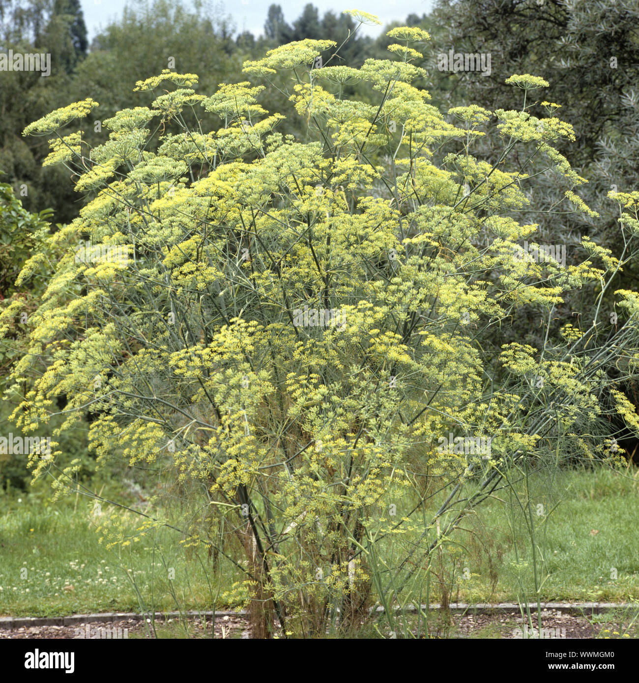 Fenchel, Foeniculum vulgare, Foto Stock