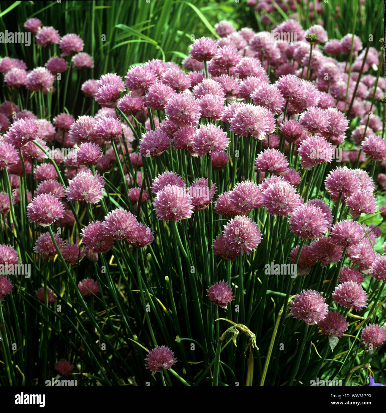 Fiori di erba cipollina, Allium schoenoprasum, Foto Stock