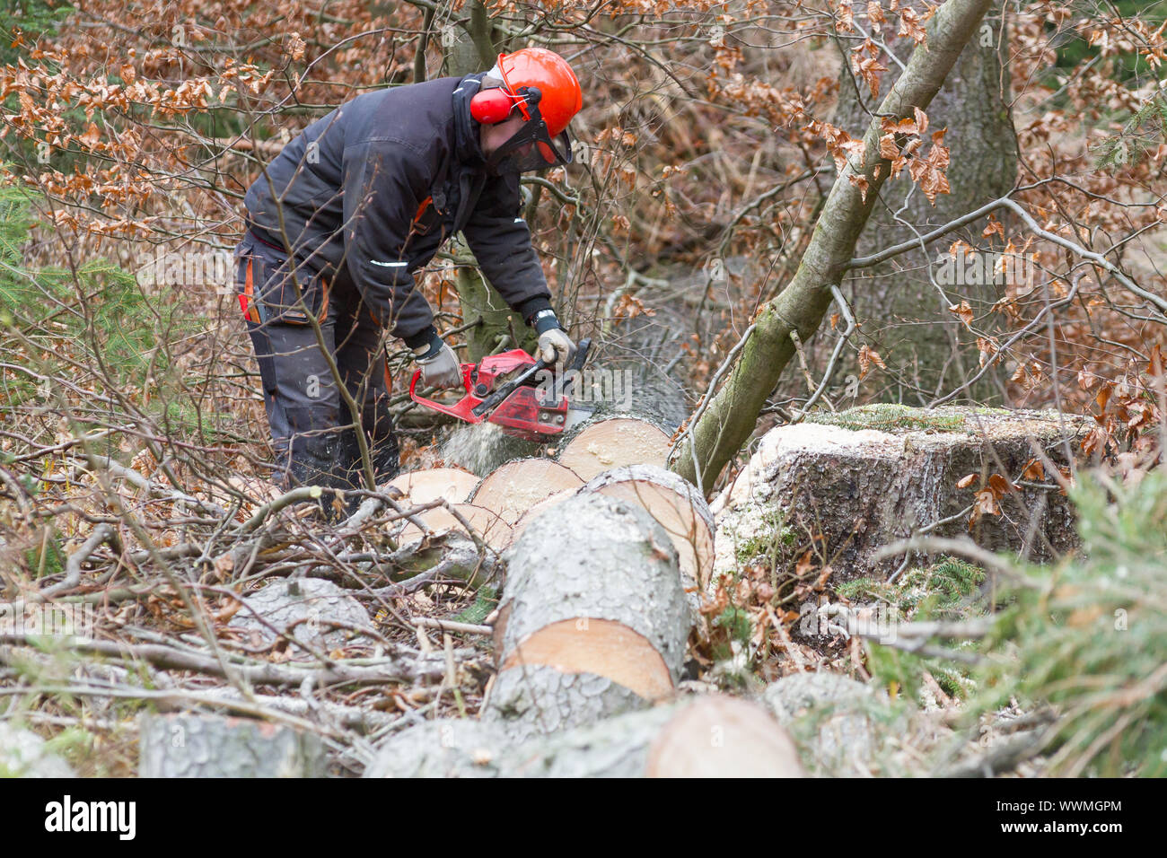 Il taglio di legna da ardere Foto Stock