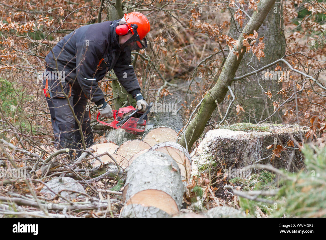 Il taglio di legna da ardere Foto Stock