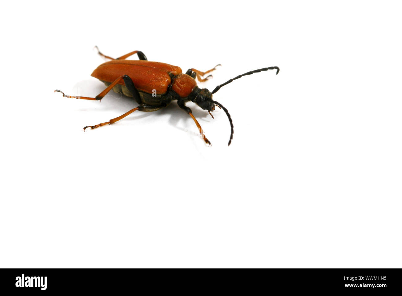 insetto rosso Foto Stock